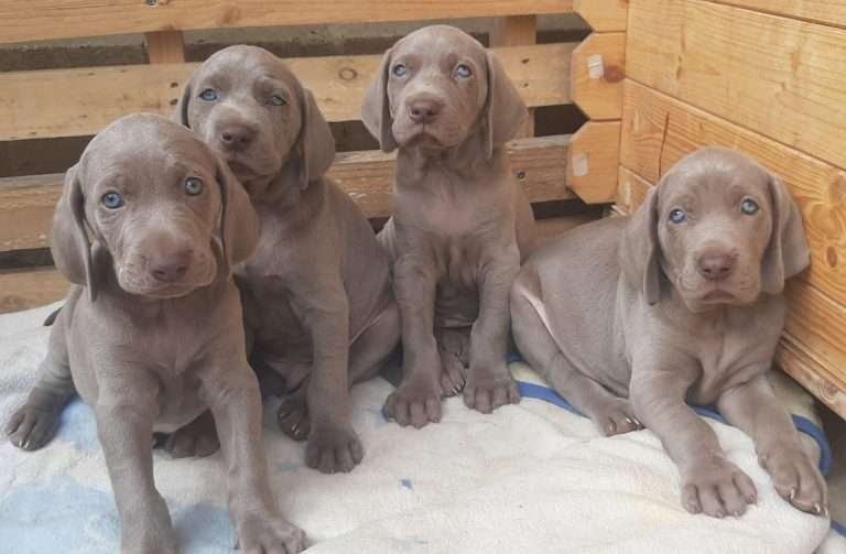 weimaraner-Cachorros-Mascotas-Medellin Rionegro