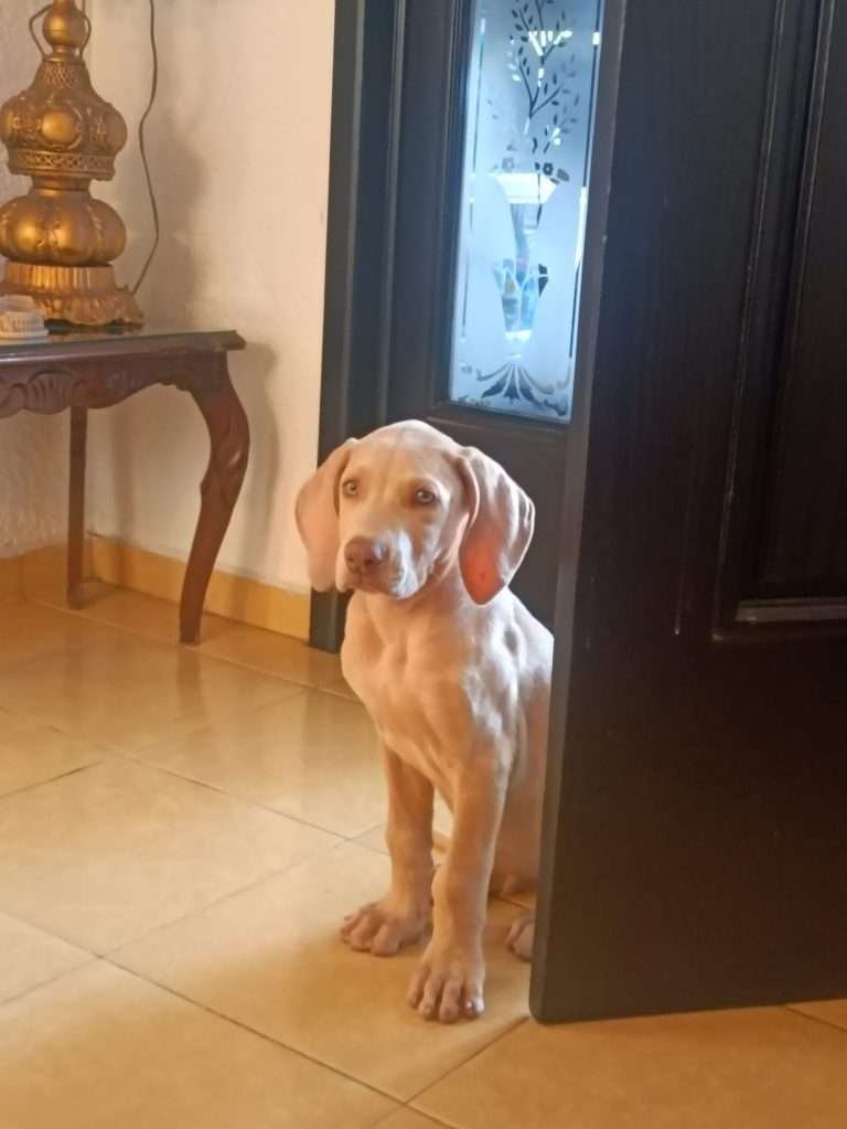 weimaraner-Cachorros-Mascotas-Medellin Rionegro