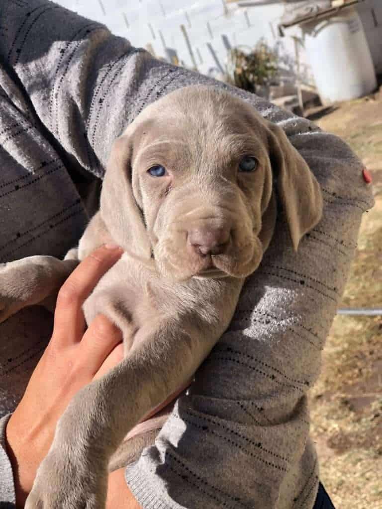 weimaraner-Cachorros-Mascotas-Rionegro