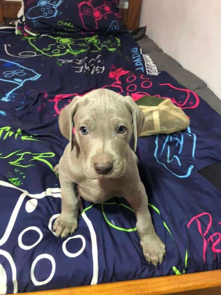 weimaraner-Cachorros-Mascotas-Medellin Rionegro