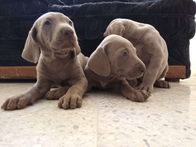 weimaraner-Cachorros-Mascotas-Rionegro Medellin