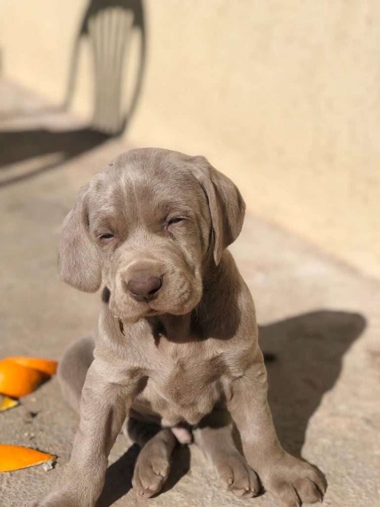 weimaraner-Cachorros-Mascotas-Medellin Rionegro