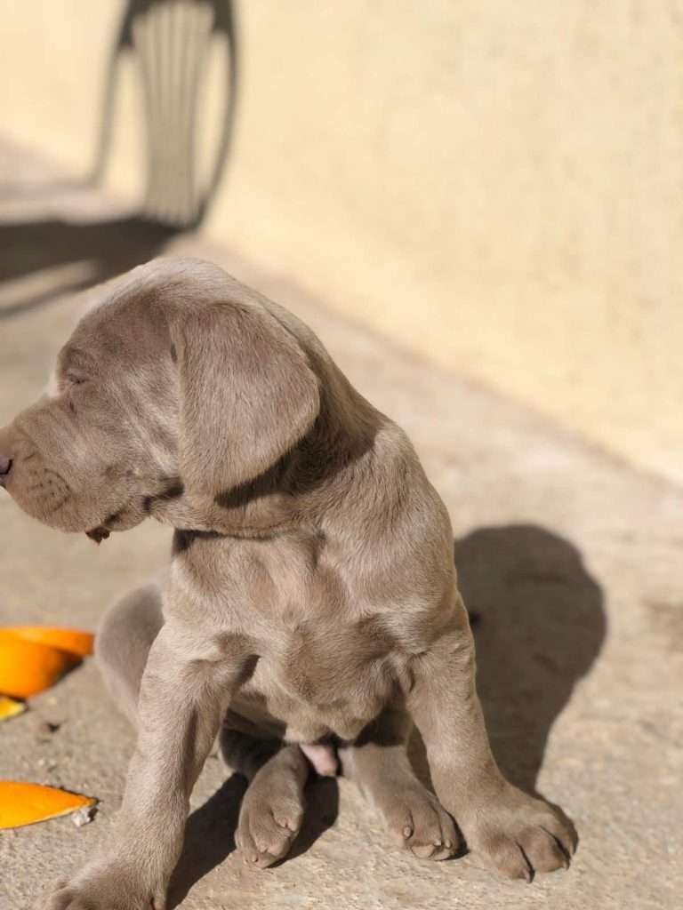 weimaraner-Cachorros-Mascotas-Medellin Rionegro