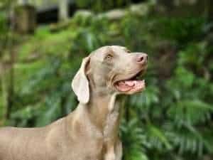 weimaraner-Cachorros-Mascotas-Medellin Rionegro