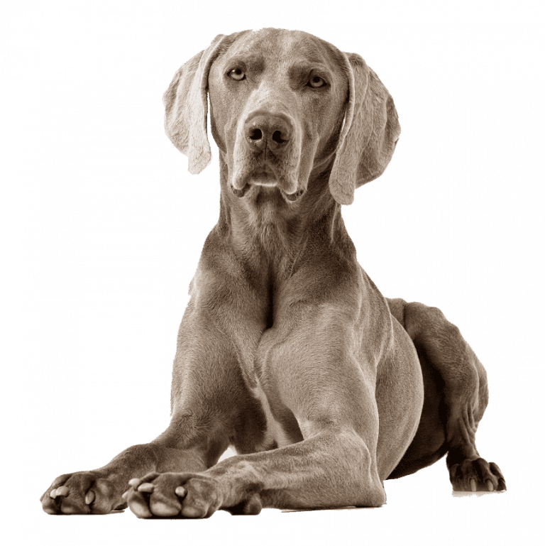 weimaraner Cachorros Mascotas Rionegro