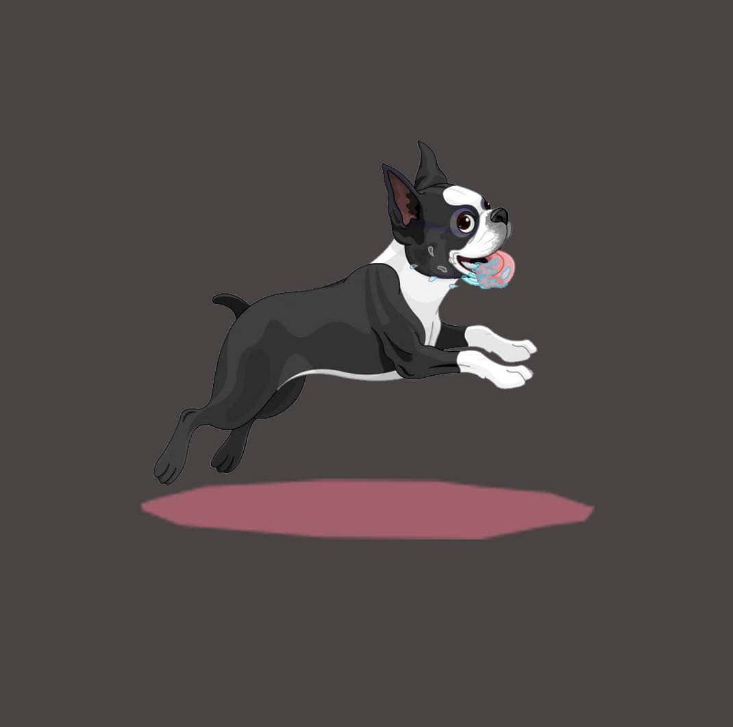 Boston terrier
