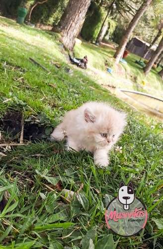 Espectaculares Gatos Persa Rionegro 1 Espectaculares Gatos Persa Rionegro - Image 2