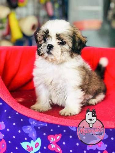 Espectaculares Cachorras Shitzu Mascotas Rionegro 3 Espectaculares Cachorras Shitzu Mascotas Rionegro - Image 3