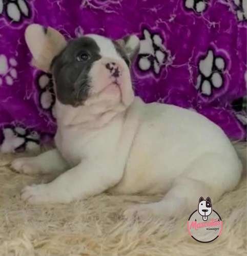 Cachorras Bulldog Francés Pied Blue Mascotas Rionegro 4 Cachorras Bulldog Francés Pied Blue Mascotas Rionegro - Image 4