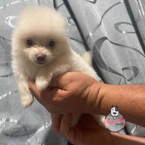 Espectacular Pomerania Mascotas Rionegro 1 Espectacular Pomerania Mascotas Rionegro