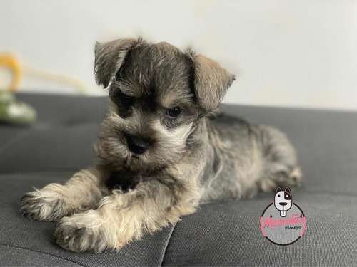 Espectacular Schnawzwer Hembra Mascotas Rionegro 4 Espectacular Schnawzwer Hembra Mascotas Rionegro - Image 4