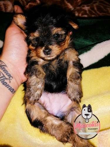 Perros Yorkshire Disponibles Mascotas Medellin 1 Perros Yorkshire Disponibles Mascotas Medellin