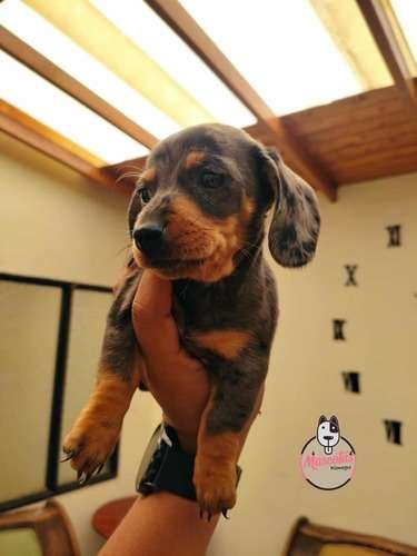 Espectaculares Teckel Arlequín Blue Merle Mascotas Rionegro 1 Espectaculares Teckel Arlequín Blue Merle Mascotas Rionegro