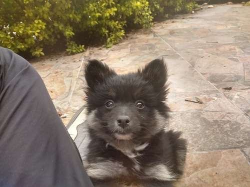 Pomerania Mini precio en Cúcuta 1 Pomerania Mini precio en Cúcuta