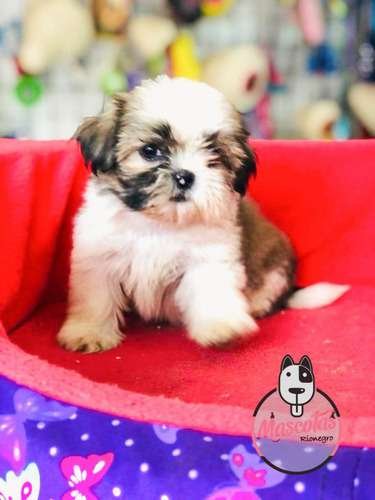 Espectaculares Cachorras Shitzu Mascotas Rionegro 4 Espectaculares Cachorras Shitzu Mascotas Rionegro - Image 4