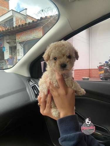 Cachorros Frenshpooodle Minitoy Mascotas Rionegro 1 Cachorros Frenshpooodle Minitoy Mascotas Rionegro