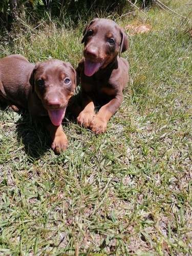 Doberman precio en Montería 2 Doberman precio en Montería - Image 2