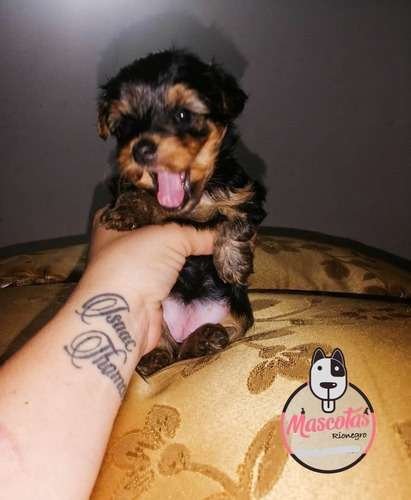 Perros Yorkshire Disponibles Mascotas Medellin 2 Perros Yorkshire Disponibles Mascotas Medellin - Image 2