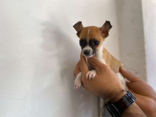 Pinscher Miniatura Tricolor en Rionegro 2 Pinscher Miniatura Tricolor en Rionegro - Image 2