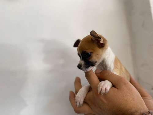 Pinscher Miniatura Tricolor en Rionegro 3 Pinscher Miniatura Tricolor en Rionegro - Image 3