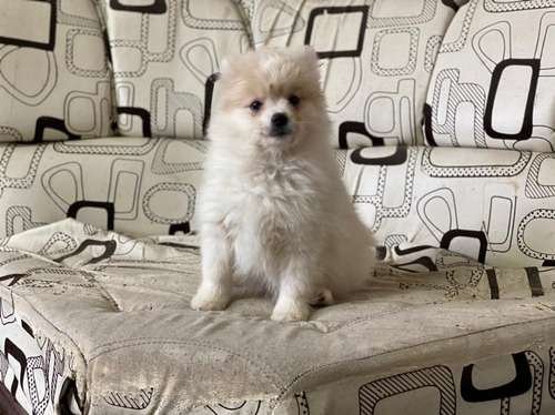 Precio Pomerania Mini en Sincelejo 1 Precio Pomerania Mini en Sincelejo
