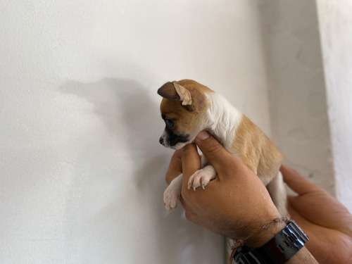 Pinscher Miniatura Tricolor en Rionegro 4 Pinscher Miniatura Tricolor en Rionegro - Image 4