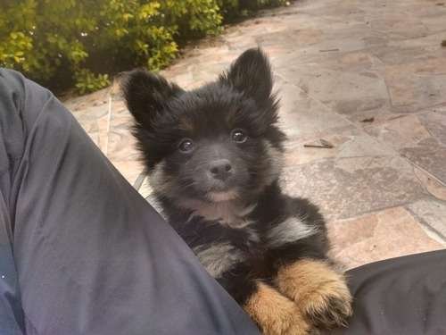 Pomerania Mini precio en Cúcuta 4 Pomerania Mini precio en Cúcuta - Image 4