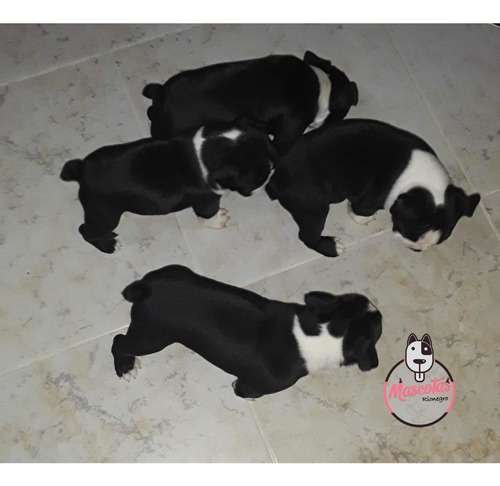 Espectaculares Cachorros Boston Terrier Mascotas Rionegro 4 Espectaculares Cachorros Boston Terrier Mascotas Rionegro - Image 4