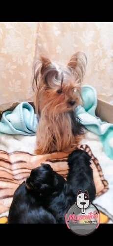 Perros Yorkshire Disponibles Mascotas Medellin 3 Perros Yorkshire Disponibles Mascotas Medellin - Image 3