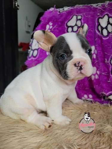 Cachorras Bulldog Francés Pied Blue Mascotas Rionegro 3 Cachorras Bulldog Francés Pied Blue Mascotas Rionegro - Image 3