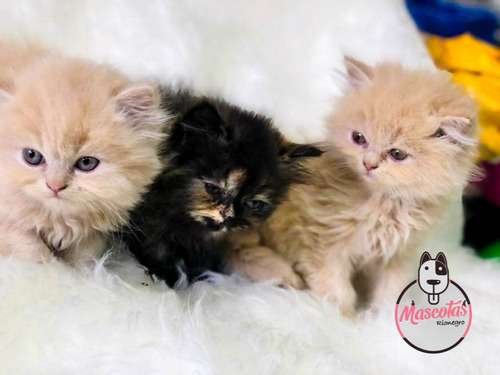 Precio Gatos Persa en Cali 1 Precio Gatos Persa en Cali