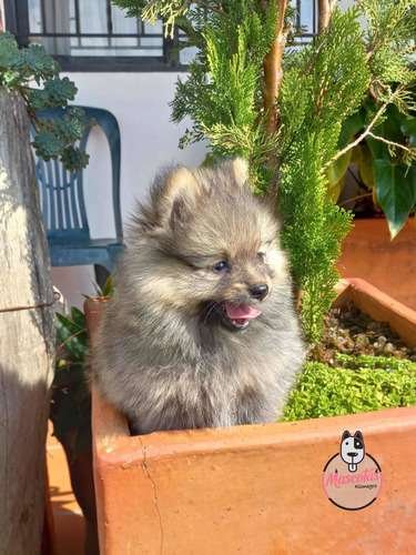 Espectacular Pomerania Ruso Mascotas Rionegro 7 Espectacular Pomerania Ruso Mascotas Rionegro - Image 7
