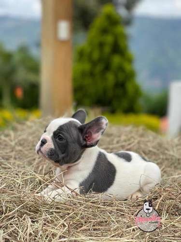 Cachorras Bulldog Francés Pied Blue Mascotas Rionegro 2 Cachorras Bulldog Francés Pied Blue Mascotas Rionegro - Image 2
