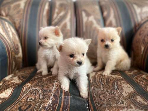 Pomerania Mini precio en Barranquilla 1 Pomerania Mini precio en Barranquilla