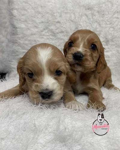 Venta de Perros Cocker Spaniel Barranquilla 1 Venta de Perros Cocker Spaniel Barranquilla