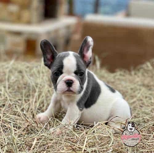 Cachorras Bulldog Francés Pied Blue Mascotas Rionegro 1 Cachorras Bulldog Francés Pied Blue Mascotas Rionegro