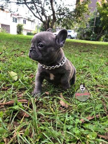 Cachorra Bulldog Frances Mascotas Rionegro Medellín Bogotá 1 Cachorra Bulldog Frances Mascotas Rionegro Medellín Bogotá