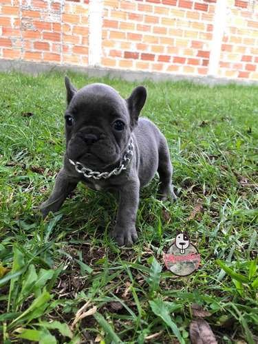 Cachorra Bulldog Frances Mascotas Rionegro Medellín Bogotá 4 Cachorra Bulldog Frances Mascotas Rionegro Medellín Bogotá - Image 4