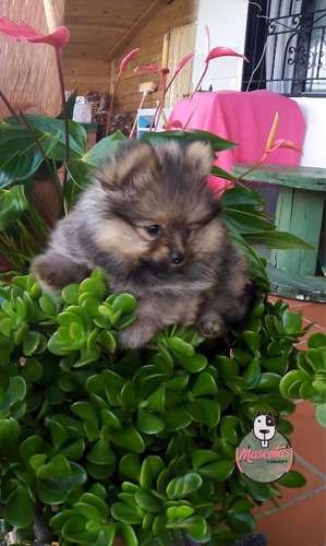 Espectacular Pomerania Ruso Mascotas Rionegro 8 Espectacular Pomerania Ruso Mascotas Rionegro - Image 8