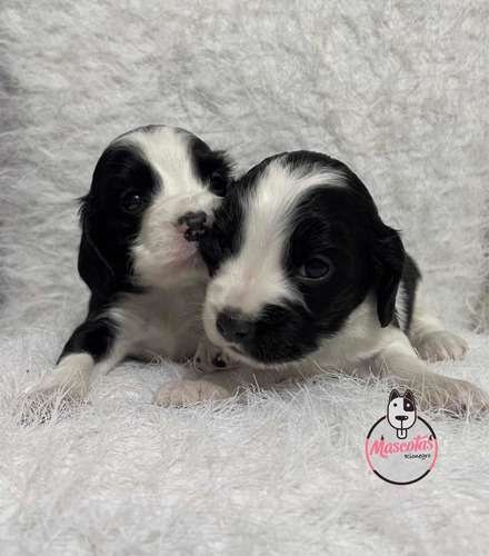 Venta de Perros Cocker Spaniel Barranquilla 2 Venta de Perros Cocker Spaniel Barranquilla - Image 2
