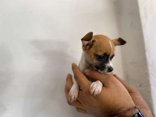 Pinscher Miniatura Tricolor en Rionegro 1 Pinscher Miniatura Tricolor en Rionegro