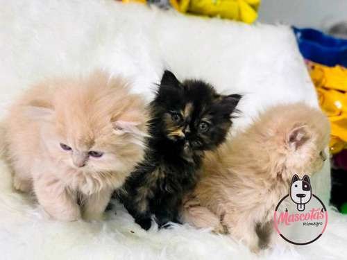Precio Gatos Persa en Cali 2 Precio Gatos Persa en Cali - Image 2