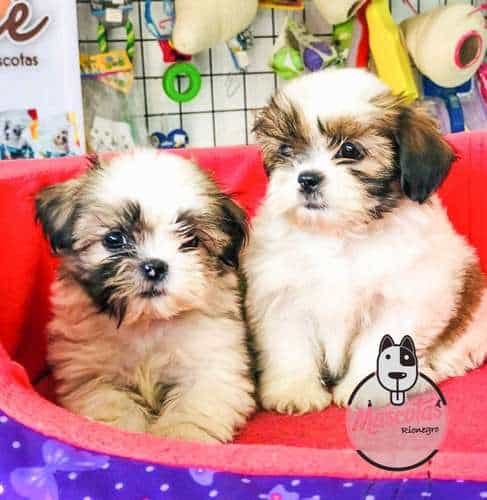 Espectaculares Cachorras Shitzu Mascotas Rionegro 5 Espectaculares Cachorras Shitzu Mascotas Rionegro - Image 5