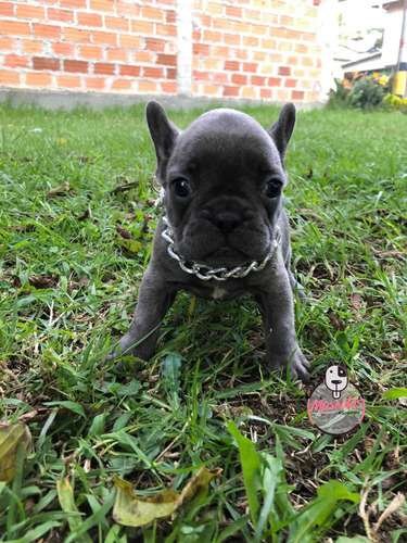 Cachorra Bulldog Frances Mascotas Rionegro Medellín Bogotá 2 Cachorra Bulldog Frances Mascotas Rionegro Medellín Bogotá - Image 2
