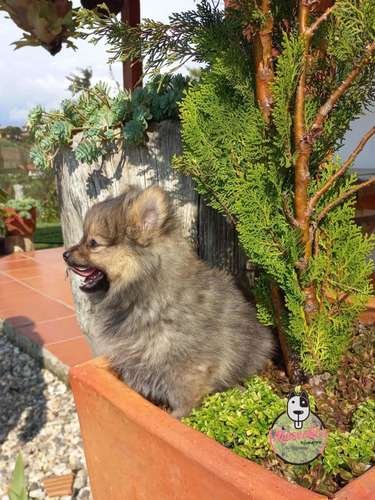 Espectacular Pomerania Ruso Mascotas Rionegro 9 Espectacular Pomerania Ruso Mascotas Rionegro - Image 9