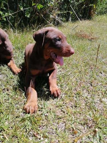 Doberman precio en Montería 3 Doberman precio en Montería - Image 3