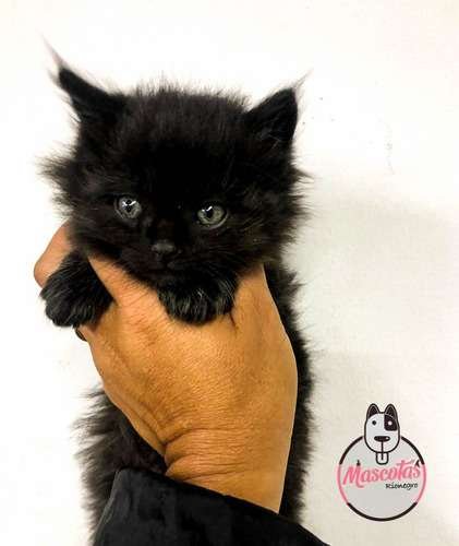 Precio Gatos Persa en Cali 5 Precio Gatos Persa en Cali - Image 5