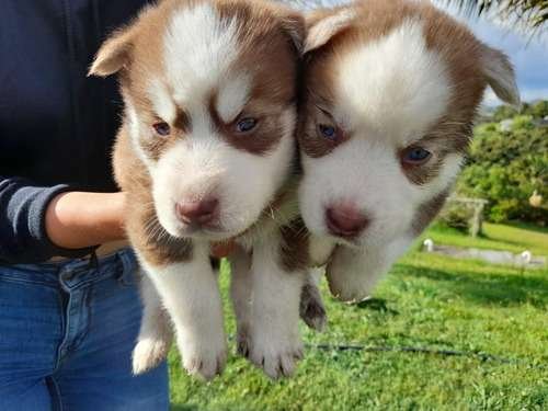 Espectaculares Husky Siberiano Disponibles Mascotas Rionegro 3 Espectaculares Husky Siberiano Disponibles Mascotas Rionegro - Image 3