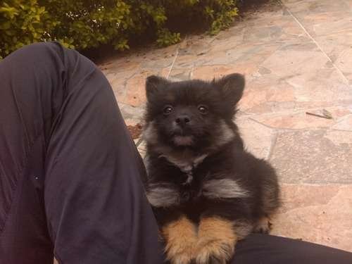 Pomerania Mini precio en Cúcuta 3 Pomerania Mini precio en Cúcuta - Image 3