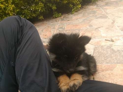 Pomerania Mini precio en Cúcuta 5 Pomerania Mini precio en Cúcuta - Image 5